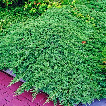 Green Mound Juniper For Sale Online | The Tree Center