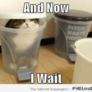 2-and-now-I-wait-cat-meme.jpg | TheCatSite