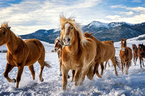 2560x1700 Horses Snow Running 4k Chromebook Pixel ,HD 4k Wallpapers,Images,Backgrounds,Photos ...