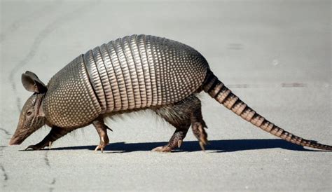 Armadillo | Animals, Armadillo, Animals wild