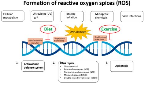 DNA damage and repair capacity related to diet and exercise: a new dimension in cancer treatment ...