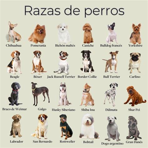 Razas de perros: nombres, fotos y características