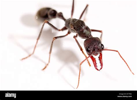 Australian bull ant Stock Photo - Alamy