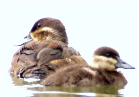 HERTFORDSHIRE BIRDING: RUDDY DUCKS have a successful breeding season