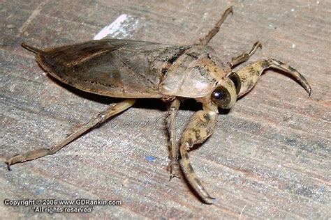 Bug Pictures: Giant Water Bug (Lethocerus americanus) by GD_Rankin