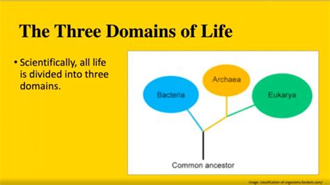 The Three Domains of Life (Bacteria, Archaea and Eukarya) | MCAT ...