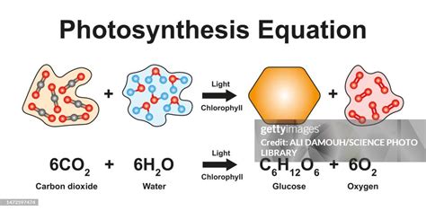 Photosynthesis Equation Illustration High-Res Vector Graphic - Getty Images