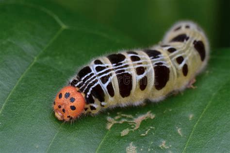 Colorful Caterpillar stock image. Image of nature, leaf - 83681461