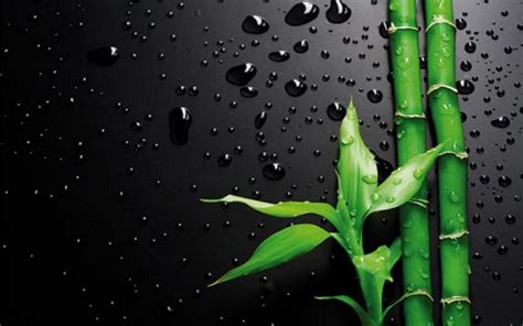 Black Bamboo Wallpapers - Top Free Black Bamboo Backgrounds - WallpaperAccess