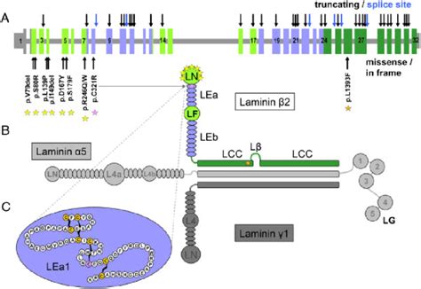 LAMB2 gene, laminin b2 protein domains, and distribution of known... | Download Scientific Diagram