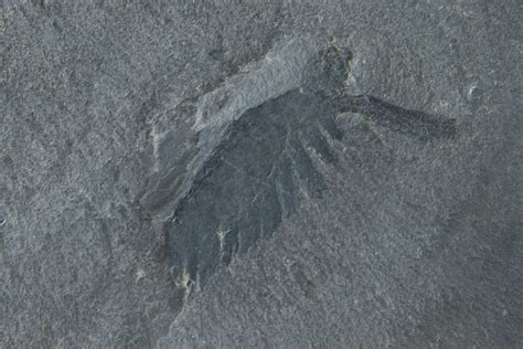 Opabinia from Burgess Shale (Courtesy Lad Allen and Illustra Media) | Darwin's Doubt