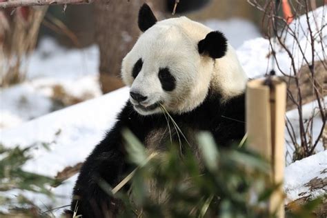 Newly released genomes provide insight into giant panda evolution