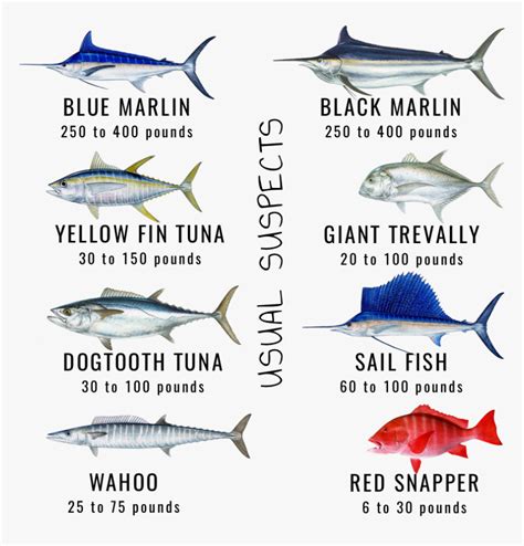 Maldives Game Fishes Skull Fishing - Types Of Tuna In Maldives, HD Png Download - kindpng