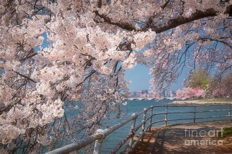 Cherry Blossoms on the Potomac Five Photograph by Susan Isakson - Fine Art America