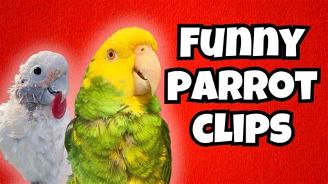 Funny Parrot $ Cockatoo Clips! 🦜😂🌟 - YouTube