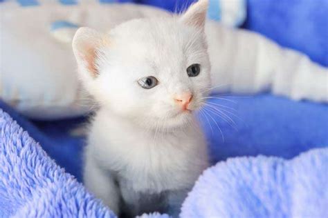 Gato Blanco ¿son sordos? origen y curiosidades | FeelCats