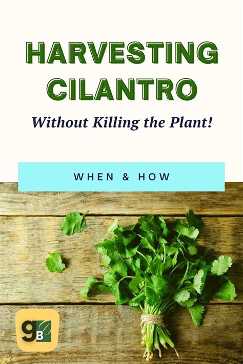 How to Harvest Cilantro Without Killing the Plant — Gardening, Herbs ...