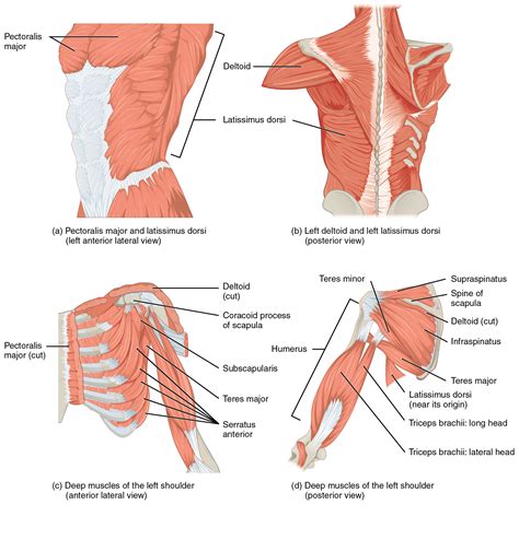 Muscles of the Pectoral Girdle and Upper Limbs · Anatomy and Physiology