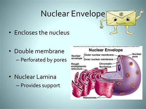 PPT - The Nucleus PowerPoint Presentation, free download - ID:2651522