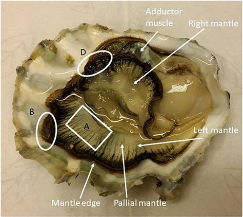 Frontiers | Dilution of Seawater Affects the Ca2 + Transport in the Outer Mantle Epithelium of ...