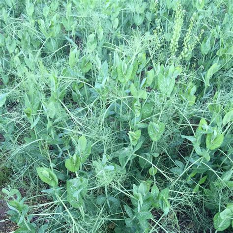 Winter Peas – Bird Agronomics | Ohio