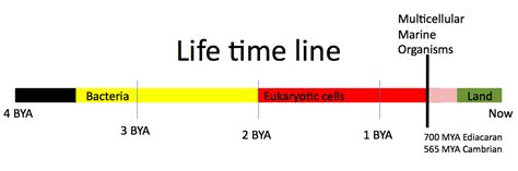 Life Time Line