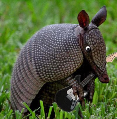 Armadillo GIFs - Find & Share on GIPHY