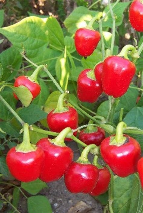 50 Organic MINI BELL Sweet Pepper seeds red Great for stuffing | Etsy