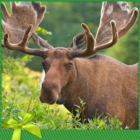 Moose – Nature Conservancy of Canada