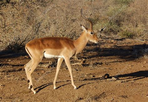 Impala antelope — Stock Photo © Chriskruger #1941623