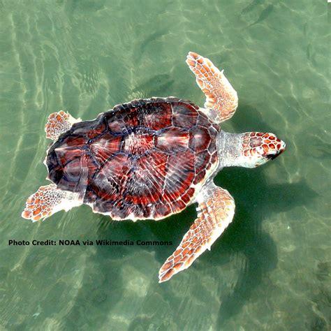 How Did The Loggerhead Sea Turtle Get Its Name