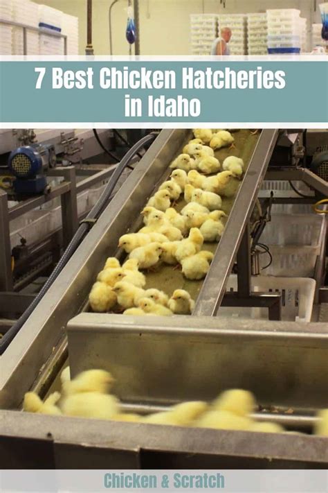 7 Best Chicken Hatcheries in Idaho 2023 - Review & Guides