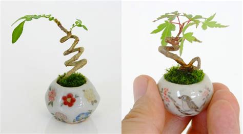 Miniature Bonsai Trees | Inhabitat - Green Design, Innovation ...