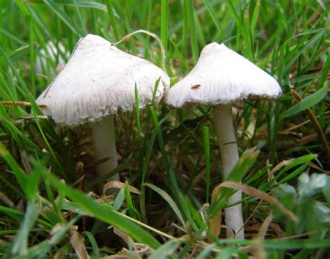 Inocybe geophylla, White Fibrecap mushroom