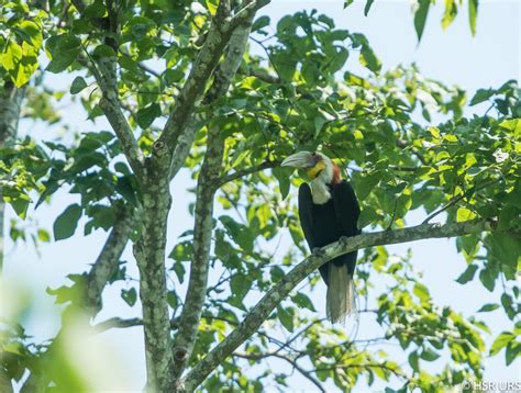 NCF and Conservation of Hornbills in Northeast India – The Northeast India Travel Blog