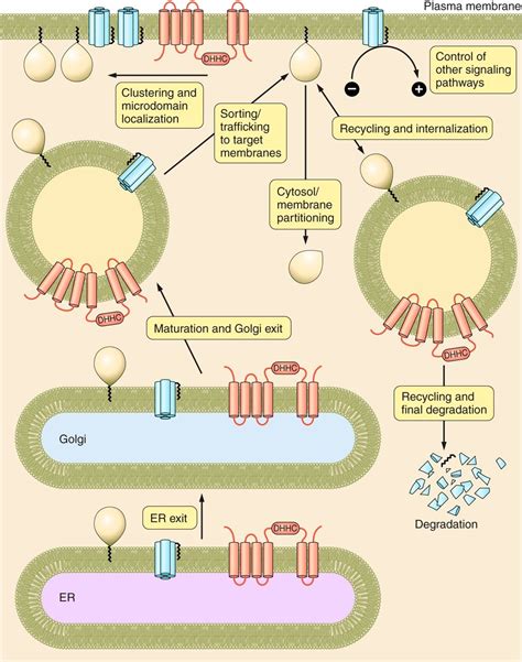 The Physiology of Protein S-acylation | Physiological Reviews