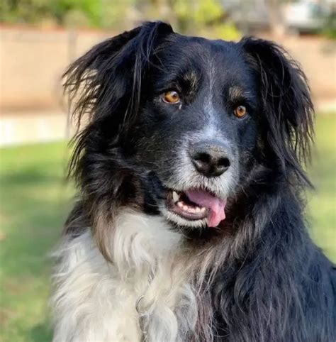 Australian Shepherd Bernese Mountain Dog Mix - Meet The Breed