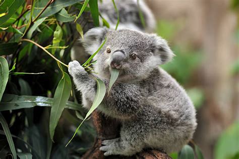 What Do Baby Koalas Eat