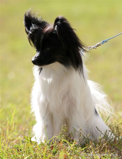 Papillon Chihuahua Mix Black And White - Pets Lovers