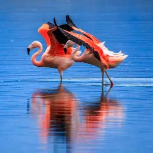 Chilean Flamingo - Facts, Diet, Habitat & Pictures on Animalia.bio