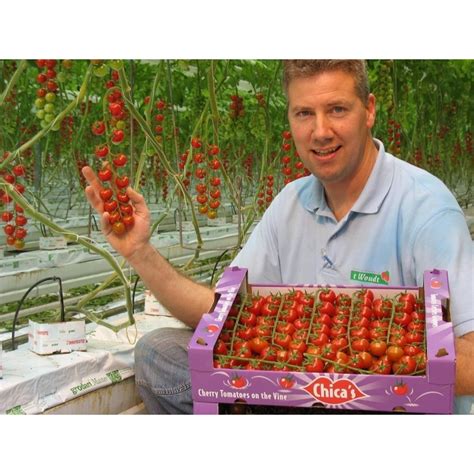 Supersweet 100 Tomato Seeds - Price €1.85