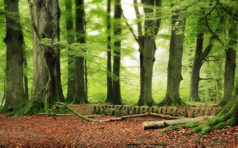 Woodland Wallpaper 416 HD Wallpapers | Wall wallpaper, Wall murals, Forest mural