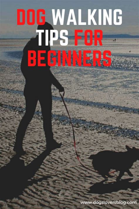 +15 Best Dog Walking Tips For Beginners: What You Need To Know?