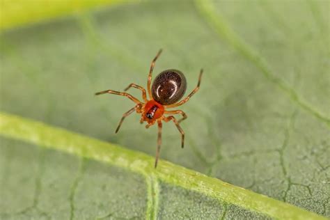 Money Spider (Linyphiidae) - Identification, Habitat and Diet