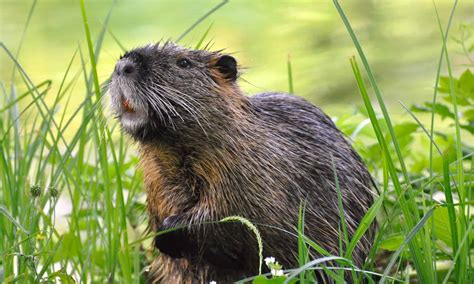 Nutria - A-Z Animals