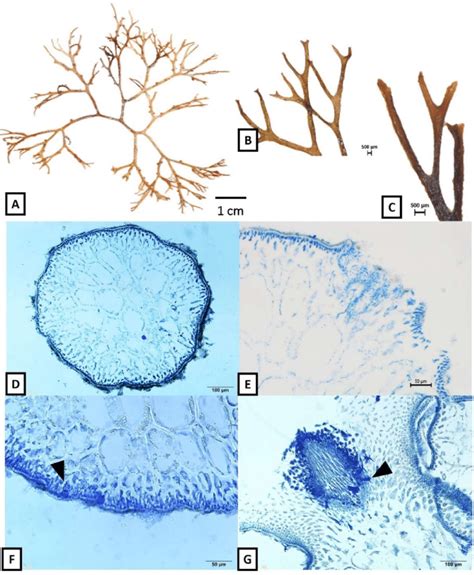 Gracilaria edulis from Ko Samui, Suratthani (A) Fertile thallus (B)... | Download Scientific Diagram