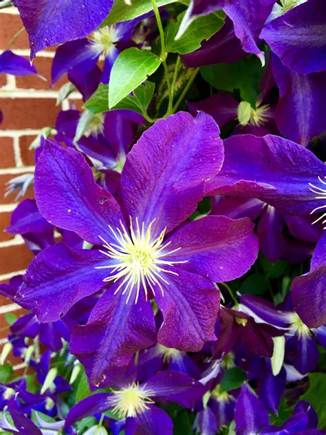 Clematis is climbing :) Photo by Lisavee. | Flower photos, Clematis, Garden