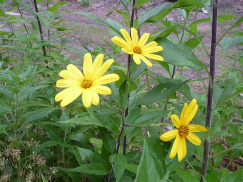 How to grow Jerusalem artichoke (Helianthus tuberosus) | Gardening With ...