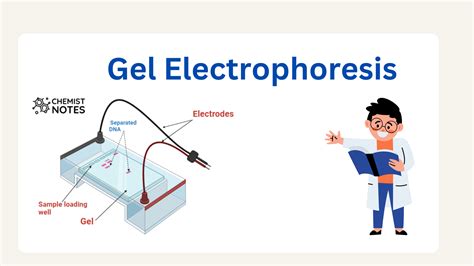 Gel Electrophoresis: Easy Principle, media,6 types, application ...