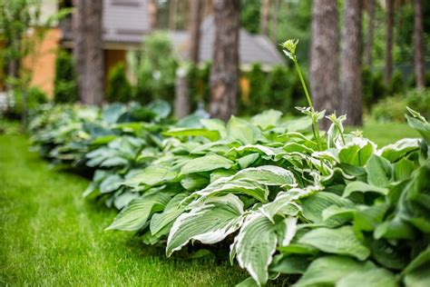 15 Best Hacks For Landscaping With Hostas And Daylilies | ShrubHub